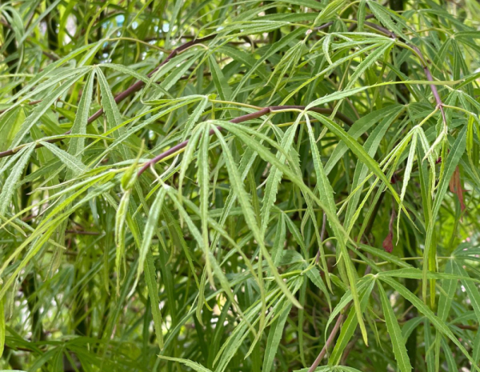 Javor dlaňovitolistý ´Kotono Itu´