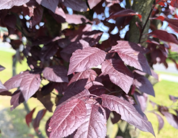 Slivka čerešňoplodá viackmenná