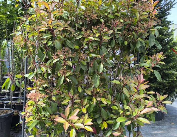 Červienka ´Red Robin´ stena 110x100cm