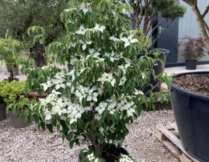 Drieň kousa ´Schmetterling´