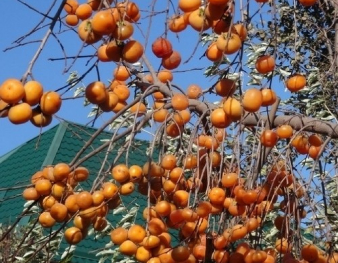 Hurmikaki ´Hanafujio´ na kmienku