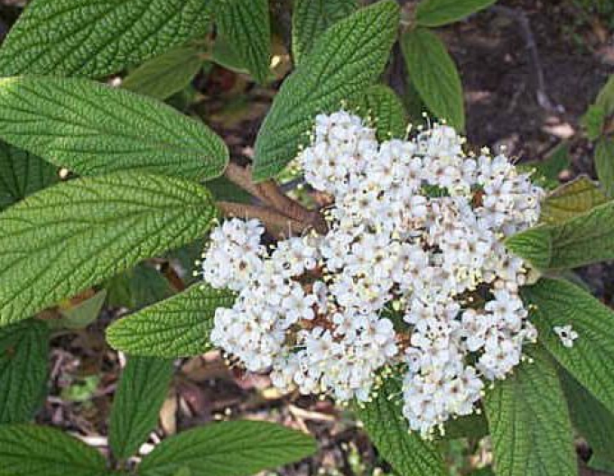 Kalina vrásčitolistá  5L