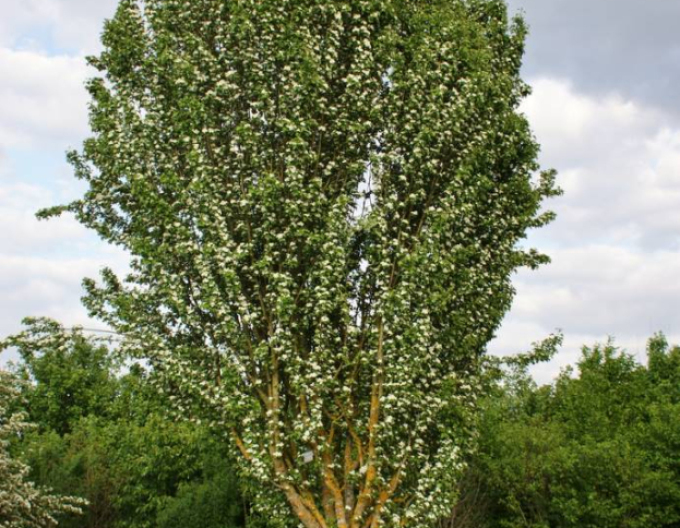 Hloh jednosemenný ´Stricta´