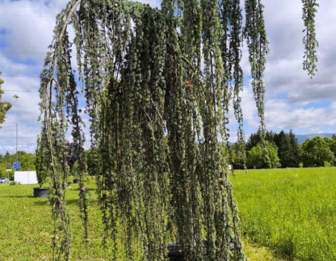 Céder atlantský ´ Glauca Pendula´ 200 - 250cm