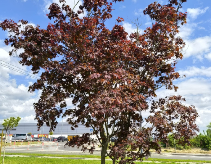 Javor  dlaňovitolistý ´Bloodgood´ 500cm