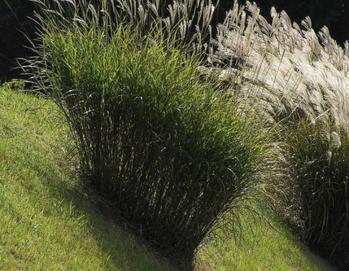 Ozdobnica čínska "Silberfeder"