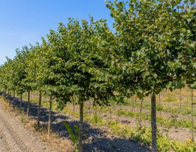 Lipa malolistá ´Green Globe´