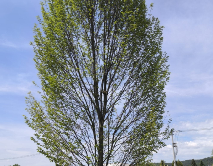 Hrab obyčajný ´Fastigiatta´