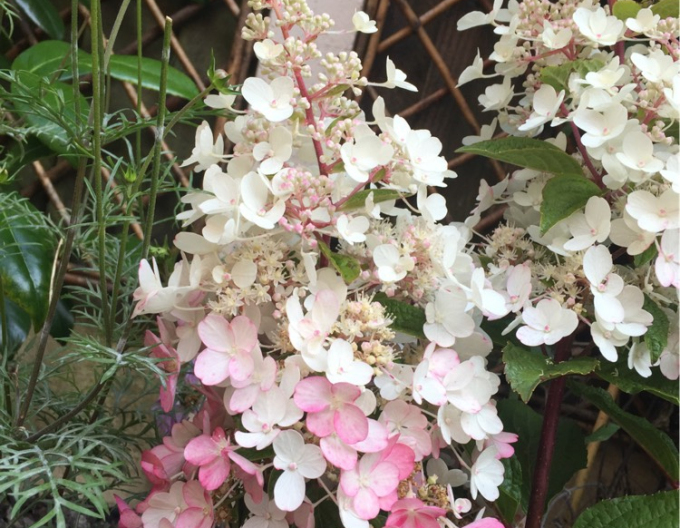 Hortenzia metlinatá ´Candlelight´