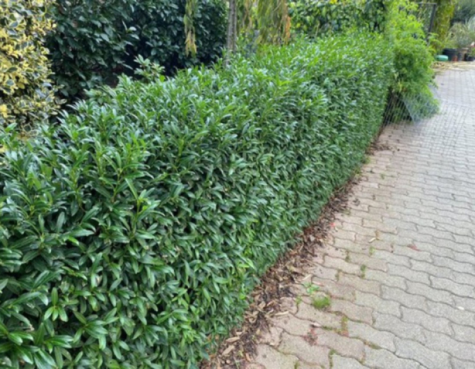 Vavrínovec lekársky ´Sofia´