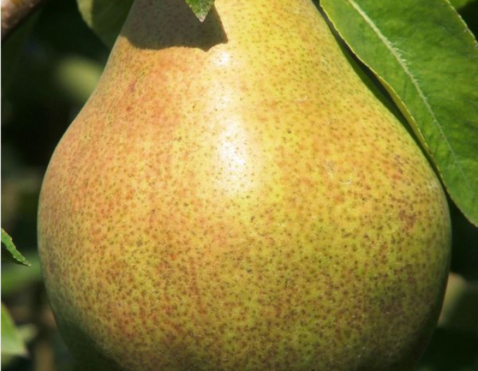 Hruška "Williamsova zelená" letná, podp. Hruška planá, voľnok.