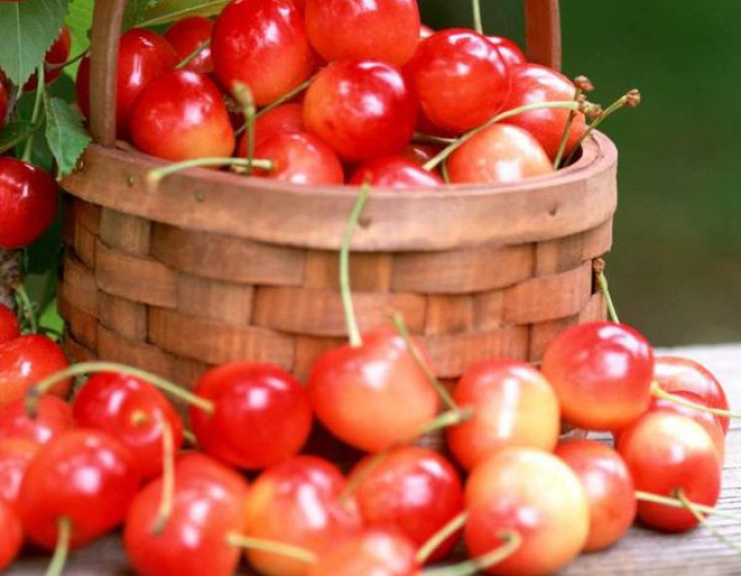 Čerešňa "Napoleonová" poloskorá