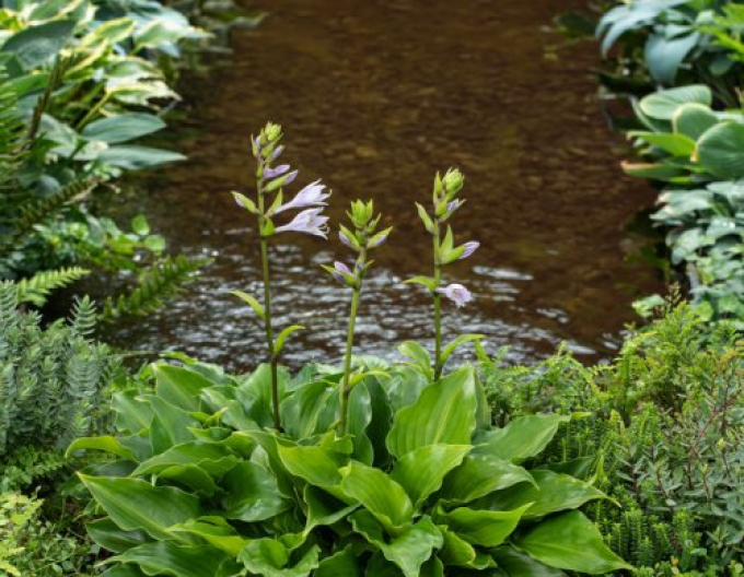Hosta  ´Invincible´