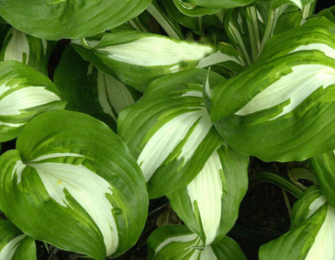 Hosta  ’Univittata’