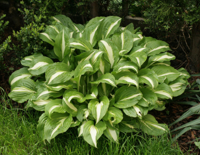 Hosta  ’Univittata’