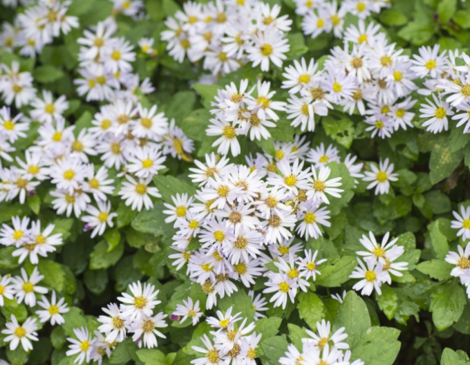 Astra ’Ashvi’ 1l