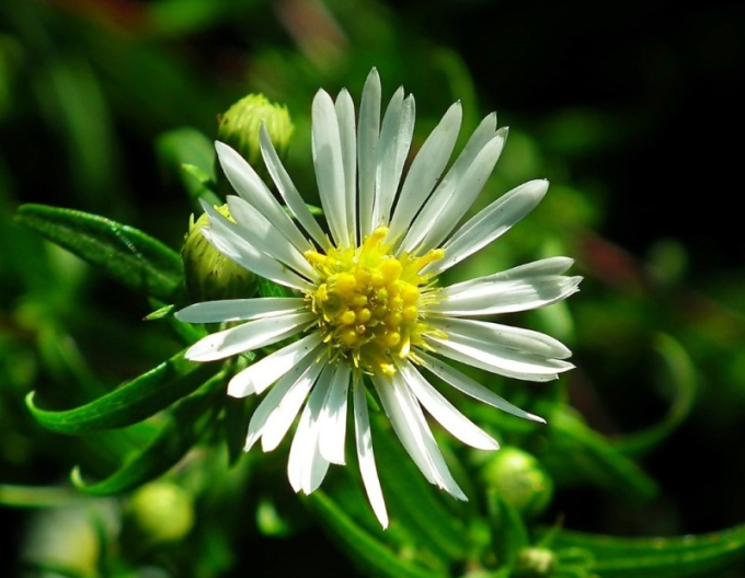 Astra ’Ashvi’ 1l