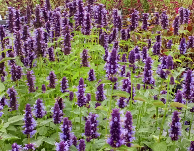 Agastache ´Little Adder´