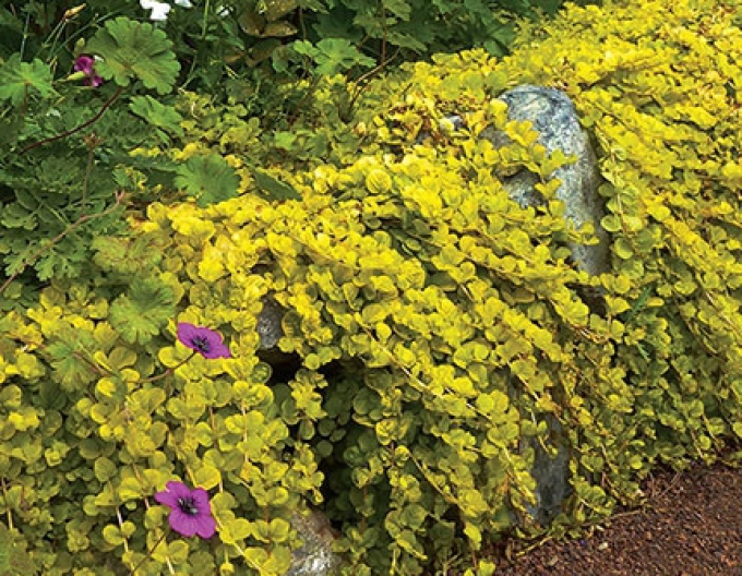 Čerkáč peniažtekový ´Aurea´