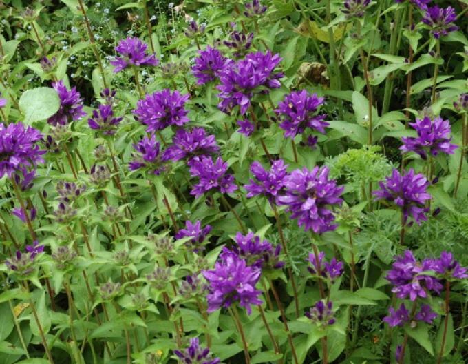 Zvonček klbkatý ’Superba´