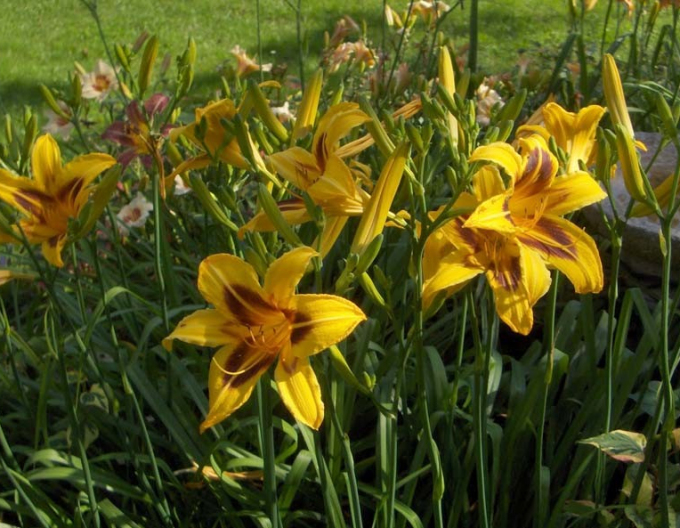 Ľaliovka ´Bonanza´