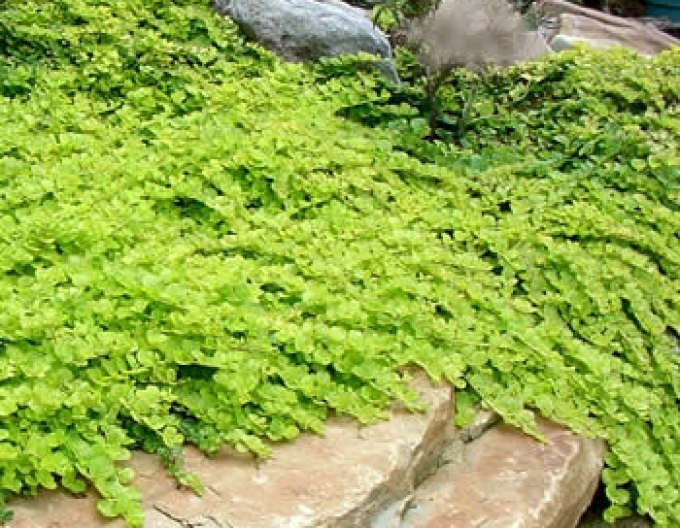 Čerkáč peniažtekový ´Aurea´