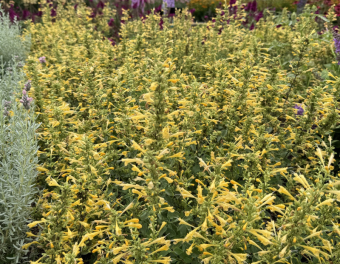 Agastache ´Summerlong  Lemon´