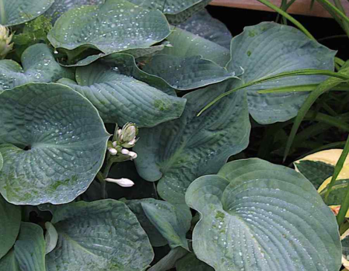 Hosta ´Elegans´