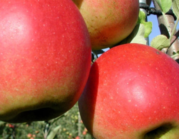 Jabloň ´Prima´ jesenná, podp. A2, kont. 5l