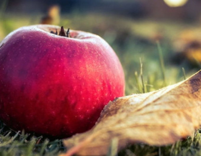 Jabloň ´Florina´ zimná, podp. M26, kont. 5l