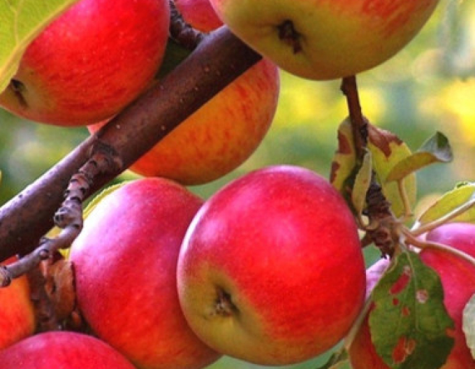 Jabloň ´Rubinola´ zimná, podpn. M9, kont. 5l