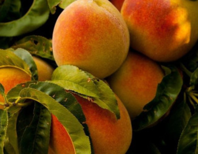 Broskyňa ´Champion´ stredne skorá, podpn. Ishtara, kont. 5l