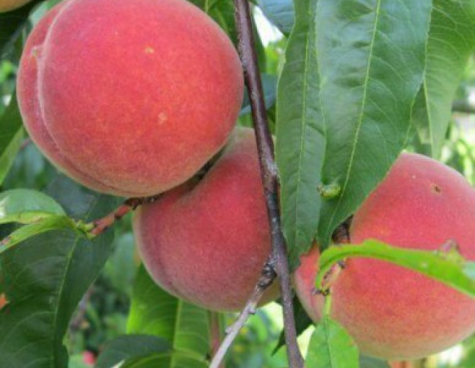 Broskyňa ´Champion´ stredne skorá, podpn. Ishtara, kont. 5l