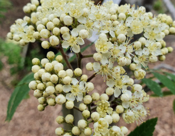 Jarabina ´Biela´ Stromčeková, kont. 5l