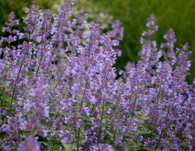 Kocúrnik ´Six Hills Giant´