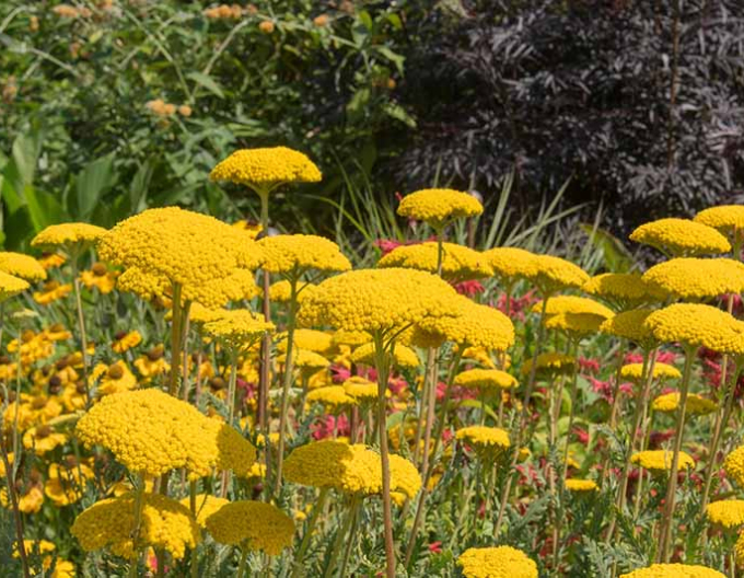 Rebríček  ´Skysail Yellow´