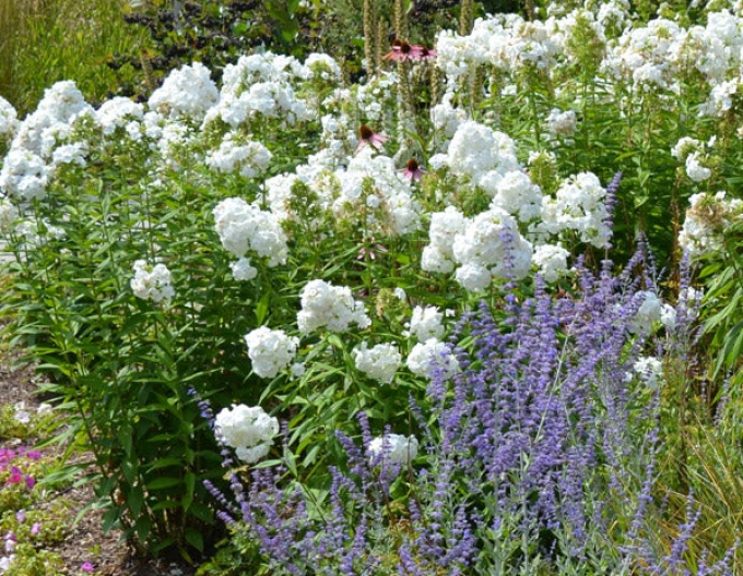 Flox metlinatý David