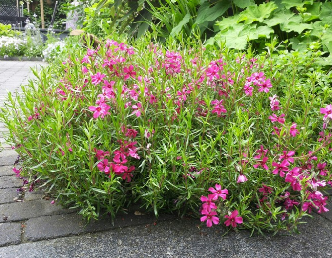 Flox šidlolistý ´Scarlet Flame´