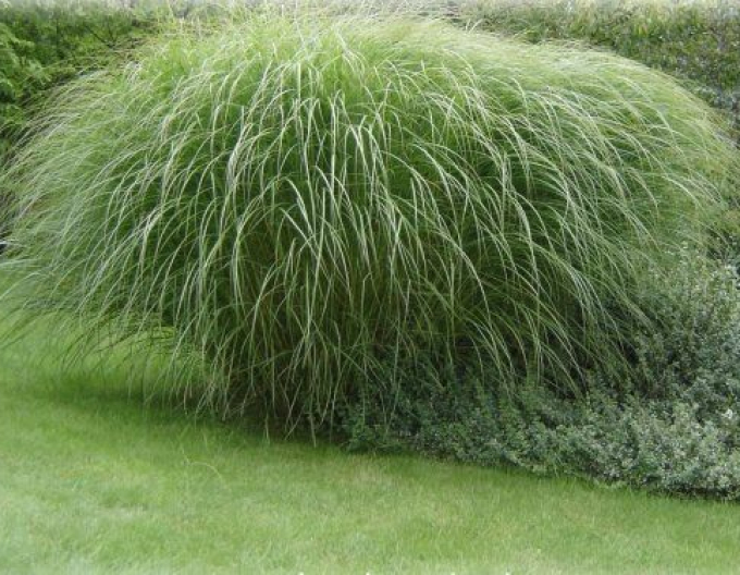 Ozdobnica čínska var. floridules