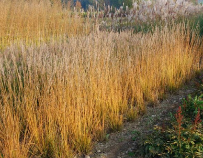 Bezkolenec belasý ´Heidebraut´