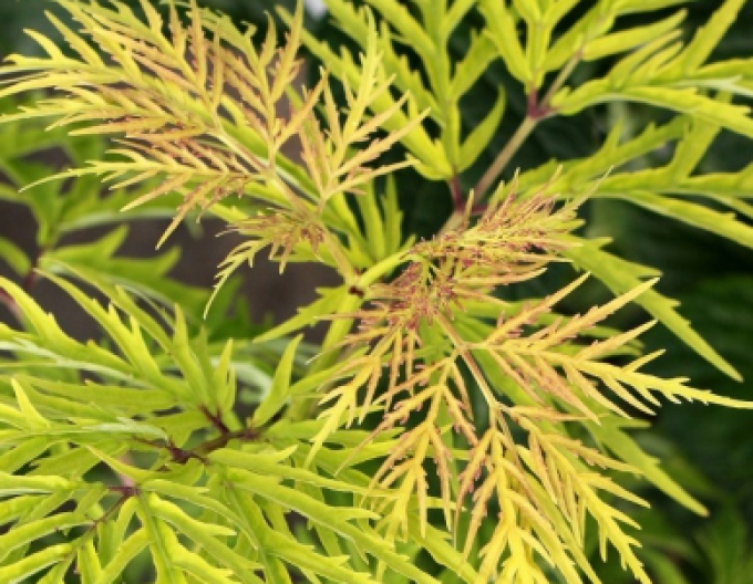 Baza čierna ´Golden Tower´