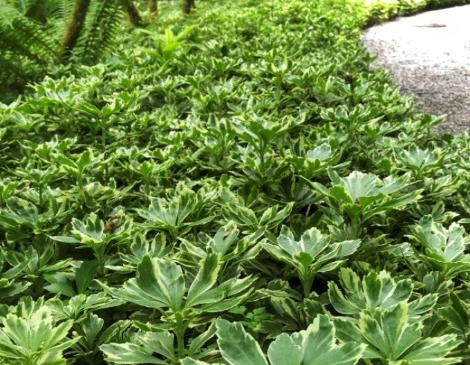 Pachysandra vrcholová ´Variegata´