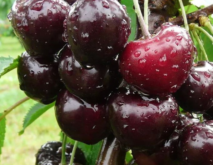 Čerešňa ´Jacinta´ skorá, podp. Colt, voľnok.