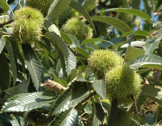 Gaštan jedlý  ´SP´