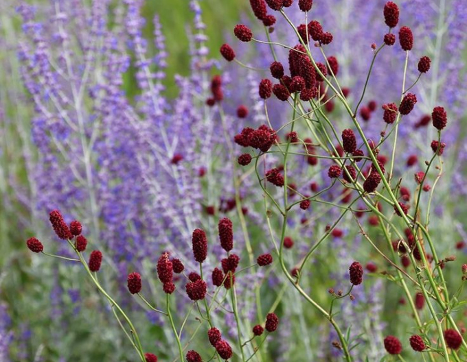 Krvavec ´Red Thunder´