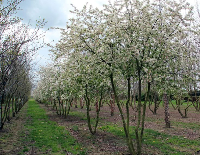 Jabloň okrasná ´Evereste´ viackmeň