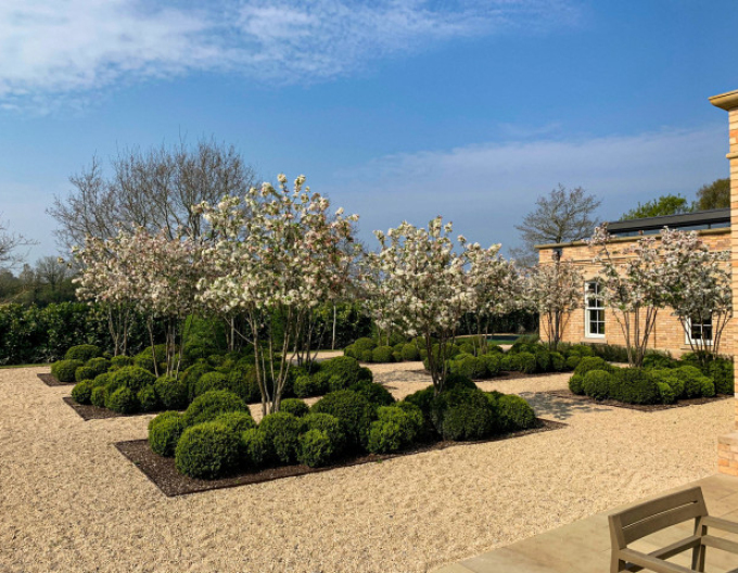 Jabloň okrasná ´Evereste´ viackmeň