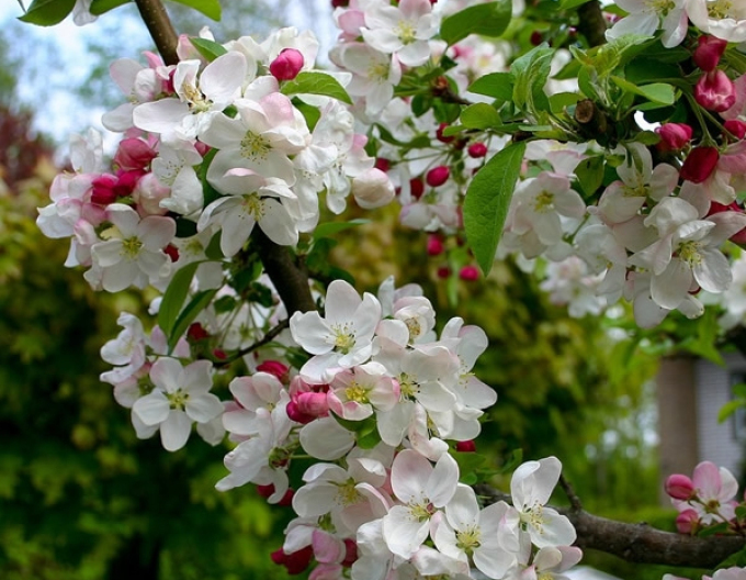 Jabloň okrasná ´Evereste´ viackmeň