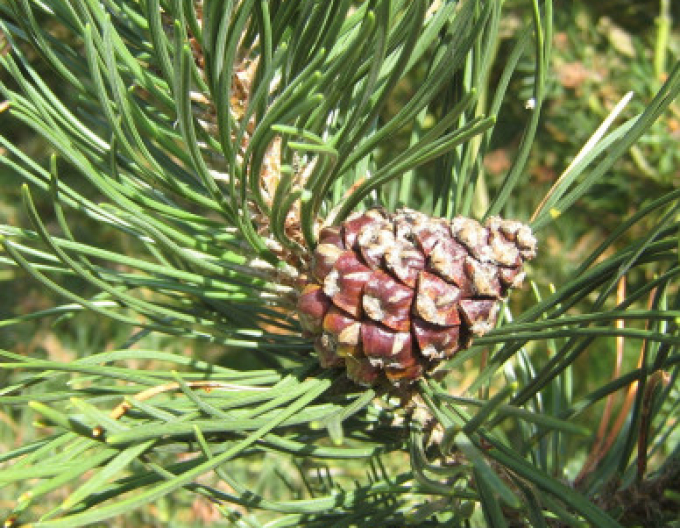 Borovica pyrenejská  70 - 100cm