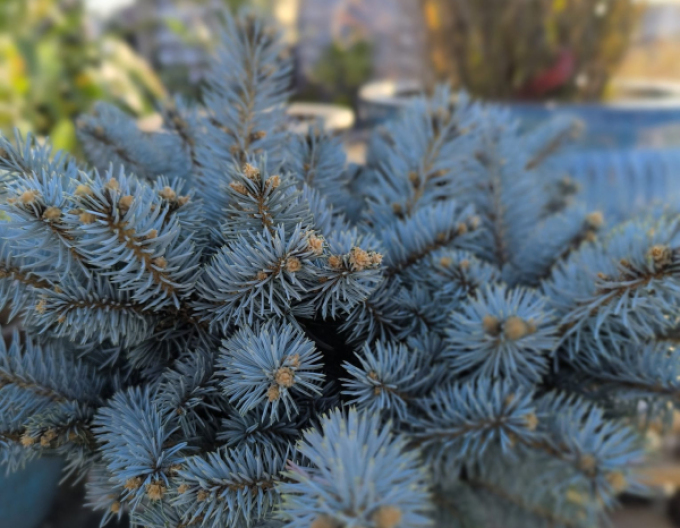 Smrek "Glauca Globosa" na kmienku